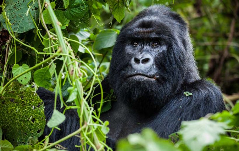 Rwanda Gorilla Safari Adventure!